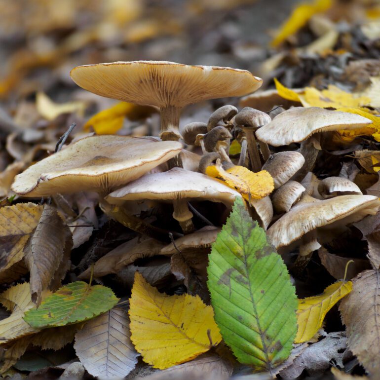 fungo chiodino nel parco di Monza, Armillaria mellea