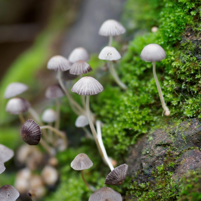 fungo bianco nel muschio, probabile Coprinus disseminatus