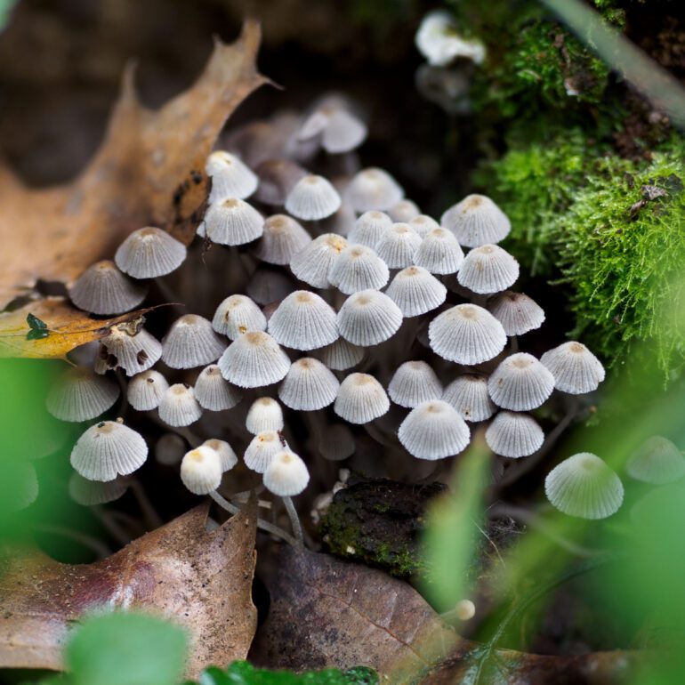 fungo bianco foto dall'alto, Coprinus disseminatus