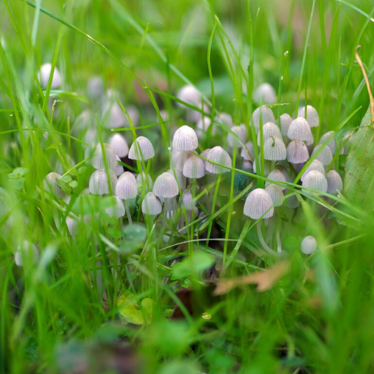Famiglia di funghi bianchi, Coprinus disseminatus
