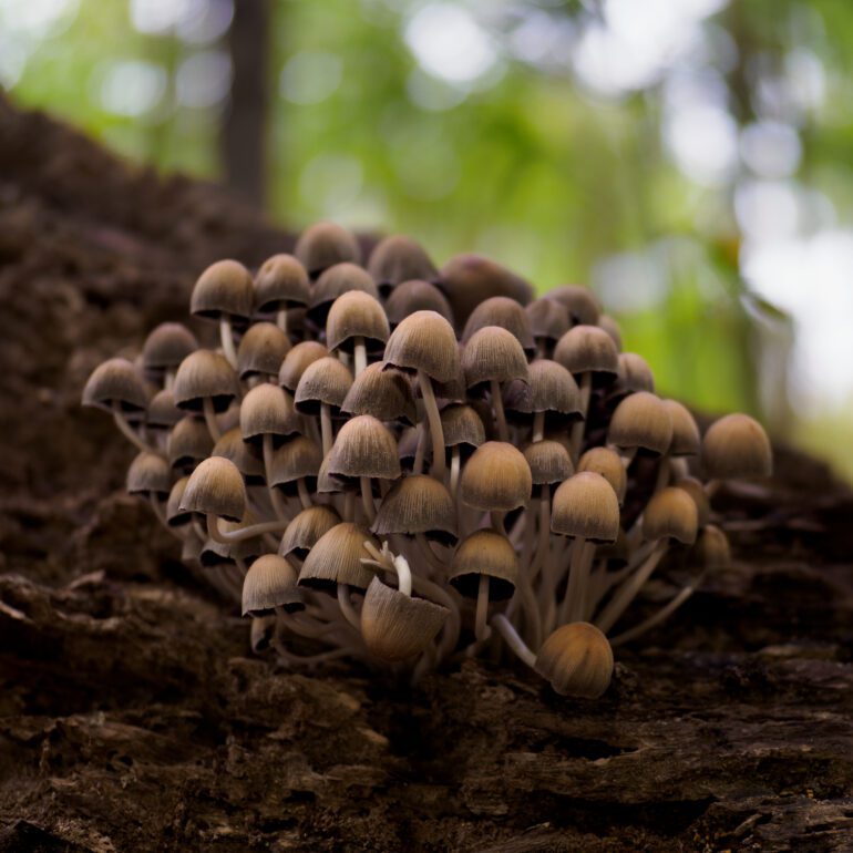 fungo su corteccia al parco di Monza, Coprinus micaceus