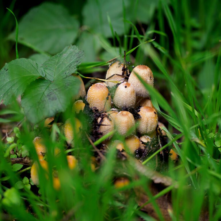 funghi tra erba, Coprinus micaceus,