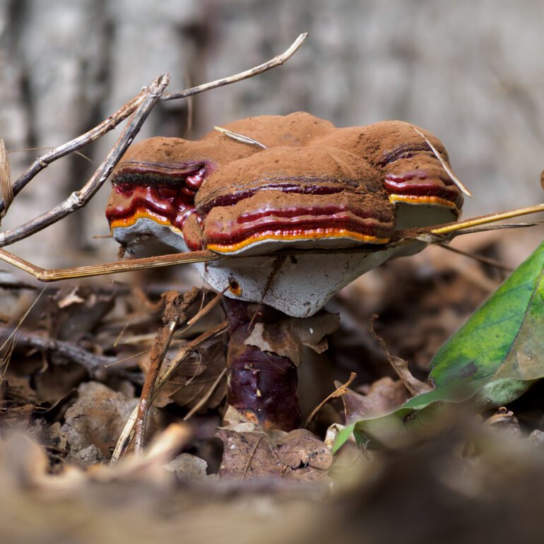 fungo parco di monza, Ganoderma carnosum, colore marrone caldo con sfumature rosse e arancioni