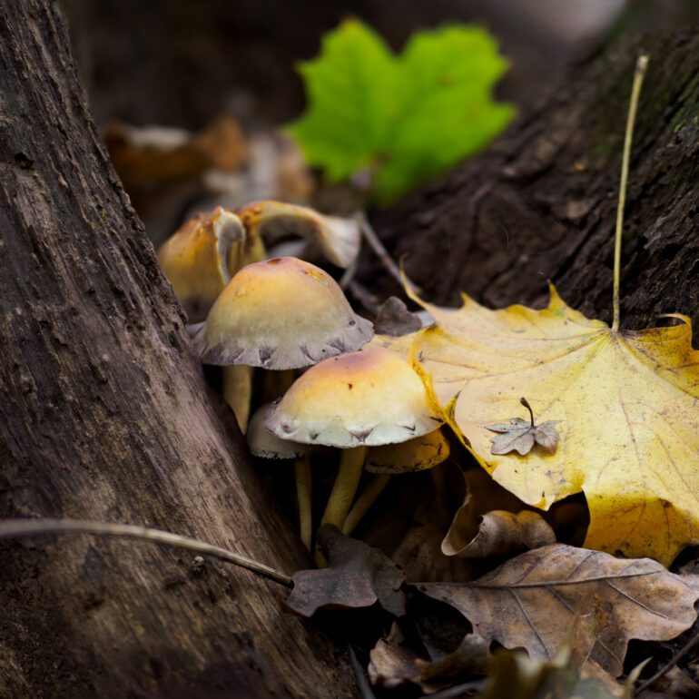 Fungo Hypholoma fasciculare, falso chiodino al parco di Monza