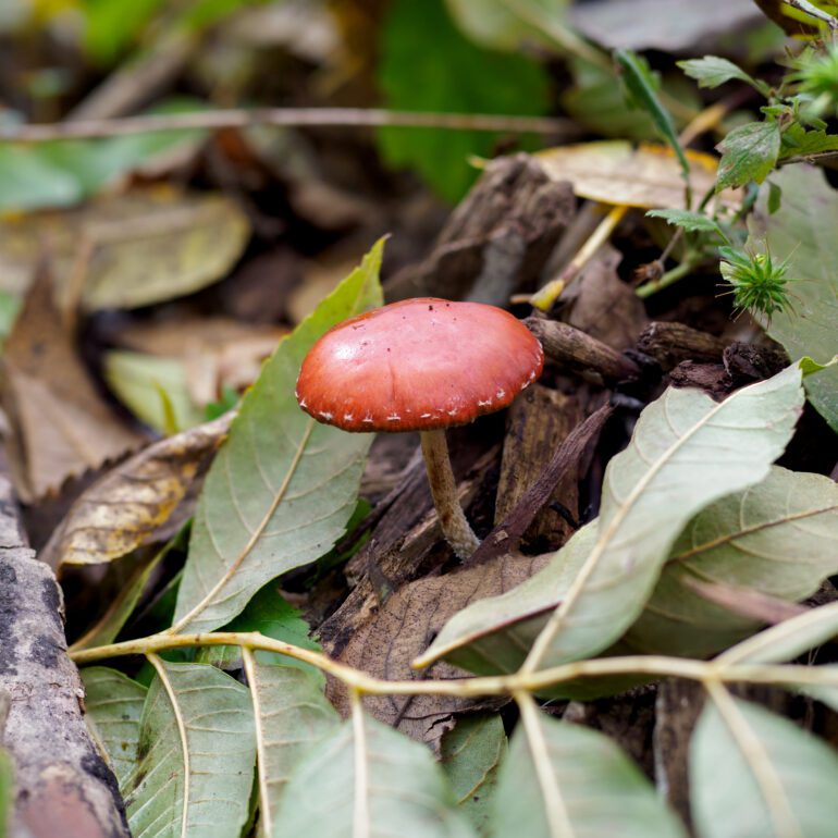 Fungo rosso parco di monza, Leratiomyces