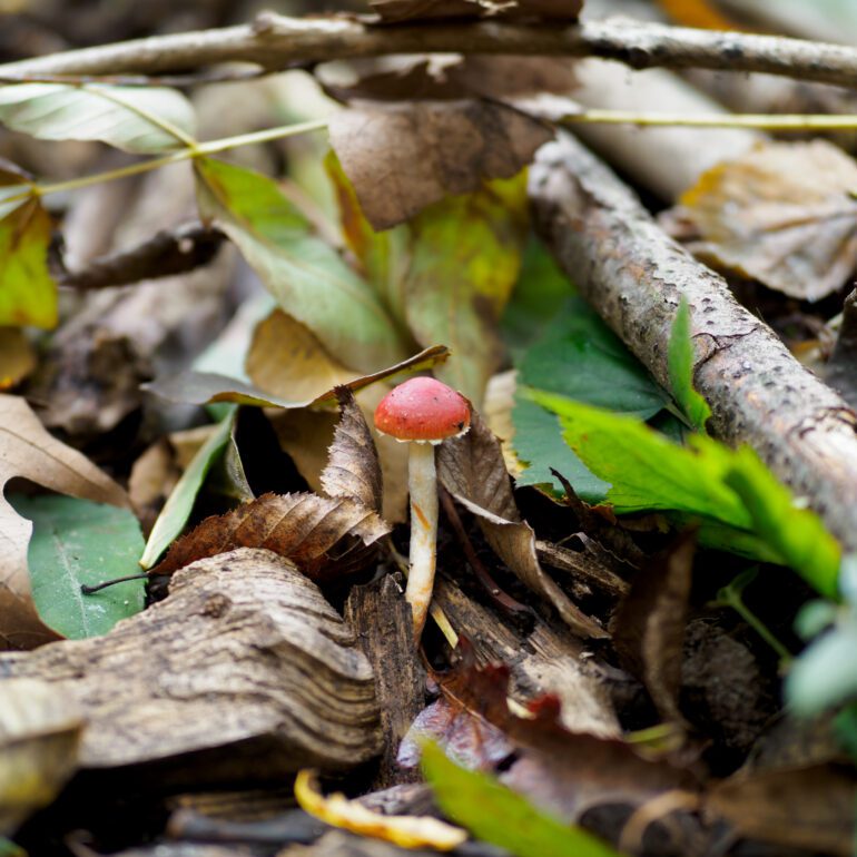 Fungo rosso che spunta tra le foglie, Leratiomyces ceres