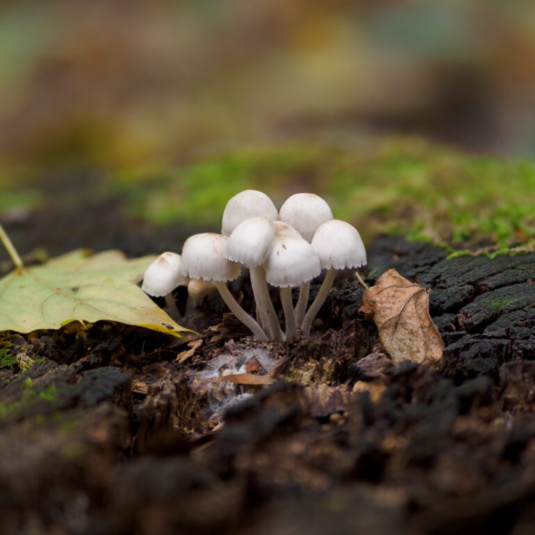 Fungo bianco su corteccia Mycena inclinata