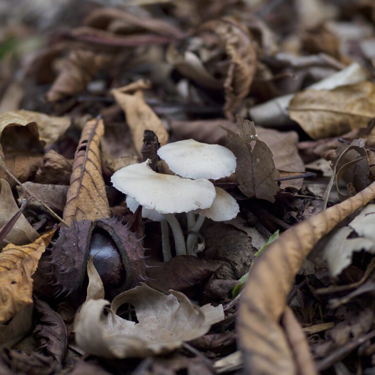 fungo autunnale, Psathyrella candolleana