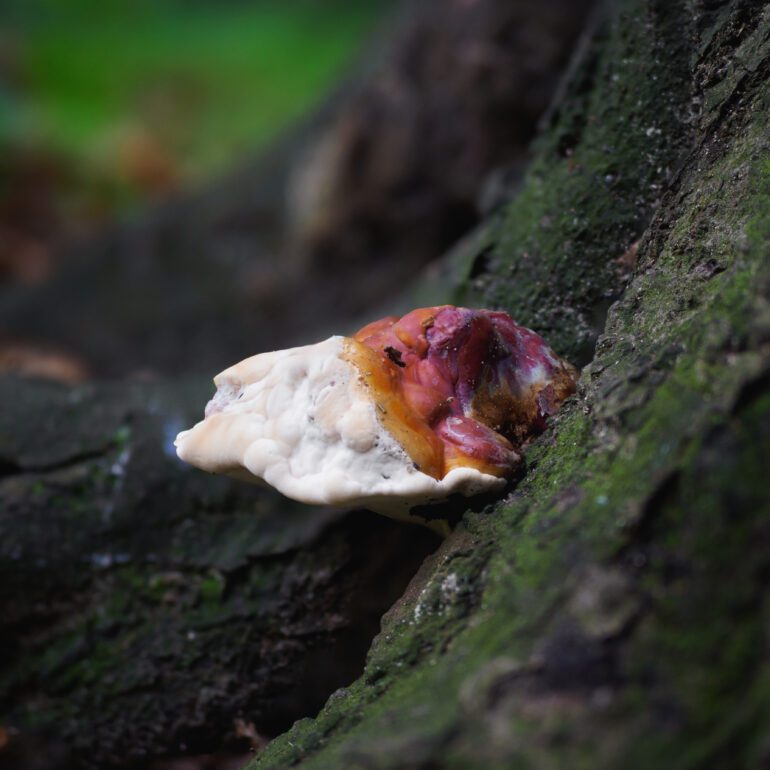 Ganoderma lucidum su corteccia