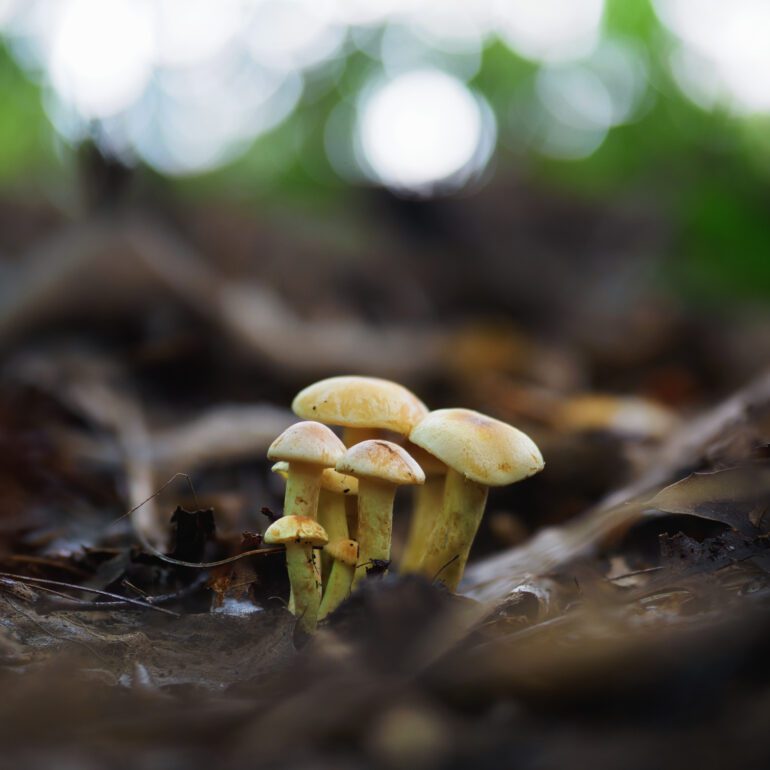 Hypholoma fasciculare , falso chiodino
