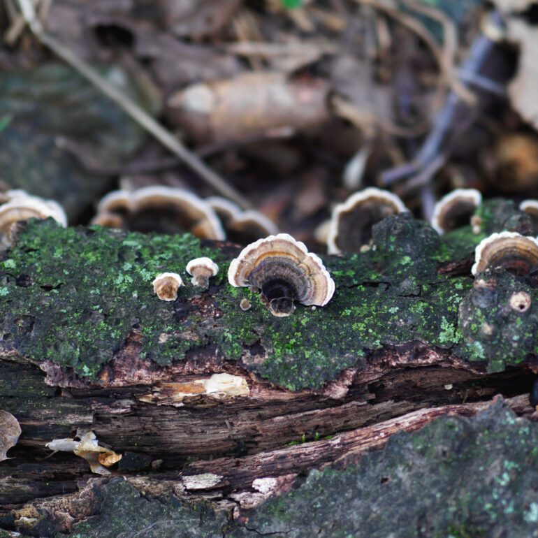 Trametes versicolor su tronco