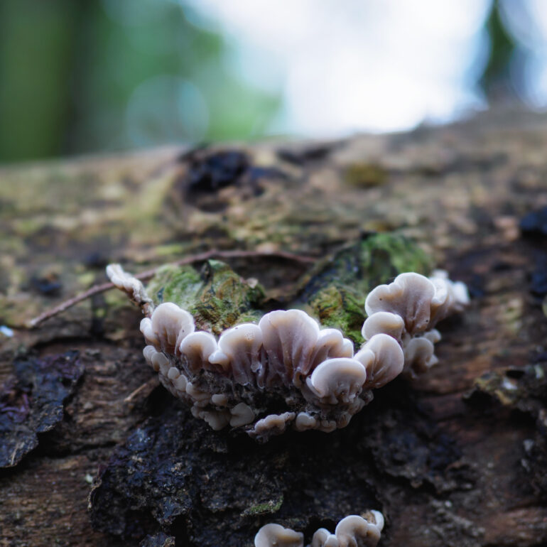Auricularia mesenterica giovane