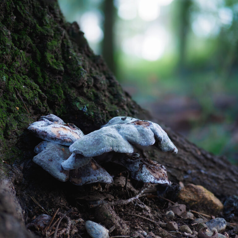 Meripilus giganteus invaso da muffa violacea blu