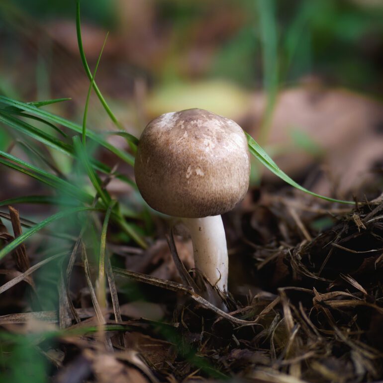 Agaricus moelleri, forma giovane colore marrone