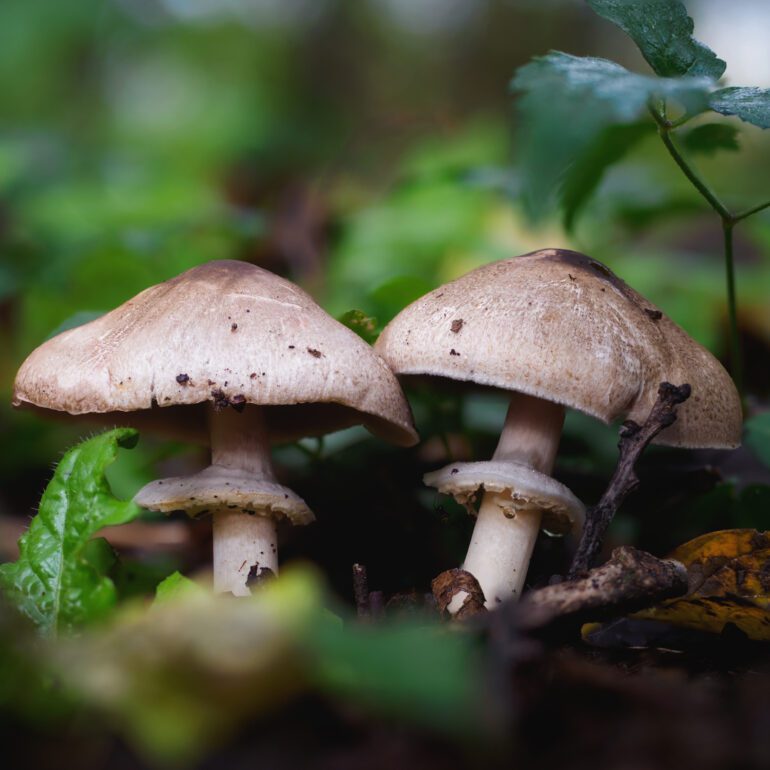 Agaricus moelleri, forma adulta