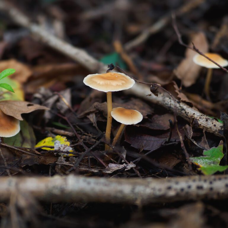 Gymnopus dryophilus di colore marroncino chiaro non uniforme