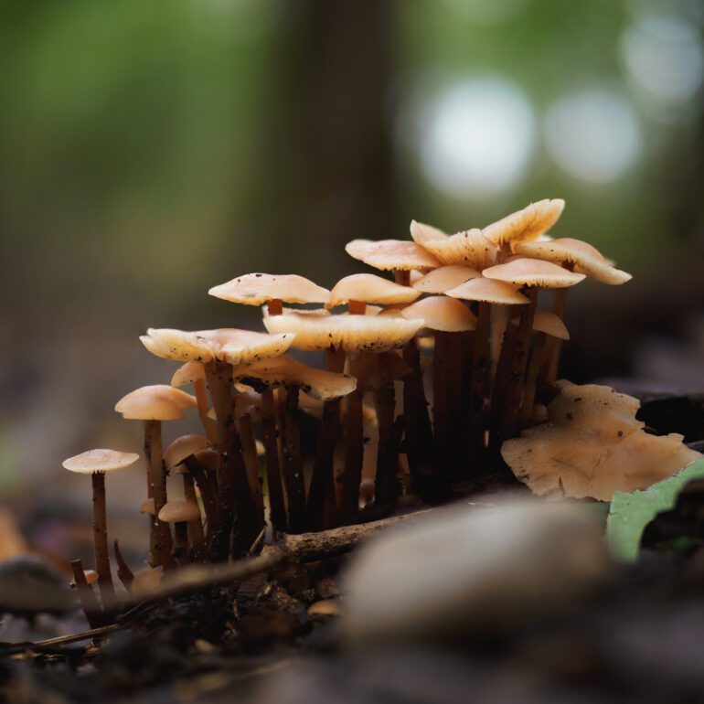 Famiglia numeroosa di Gymnopus erythropus di colore marroncino caldo