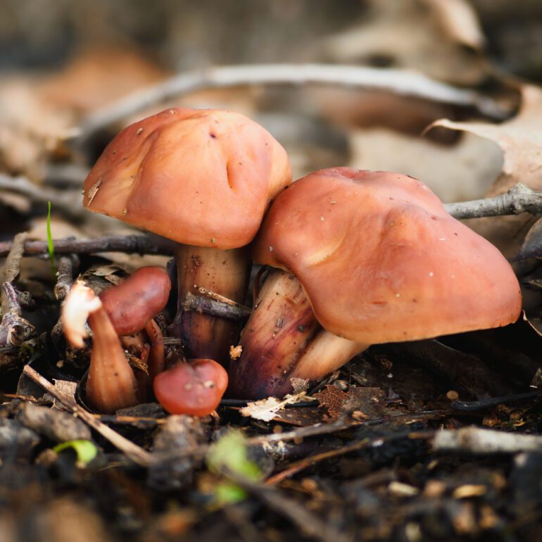 Gymnopus fusipes di colore rossastro/marrone. gambo carnoso