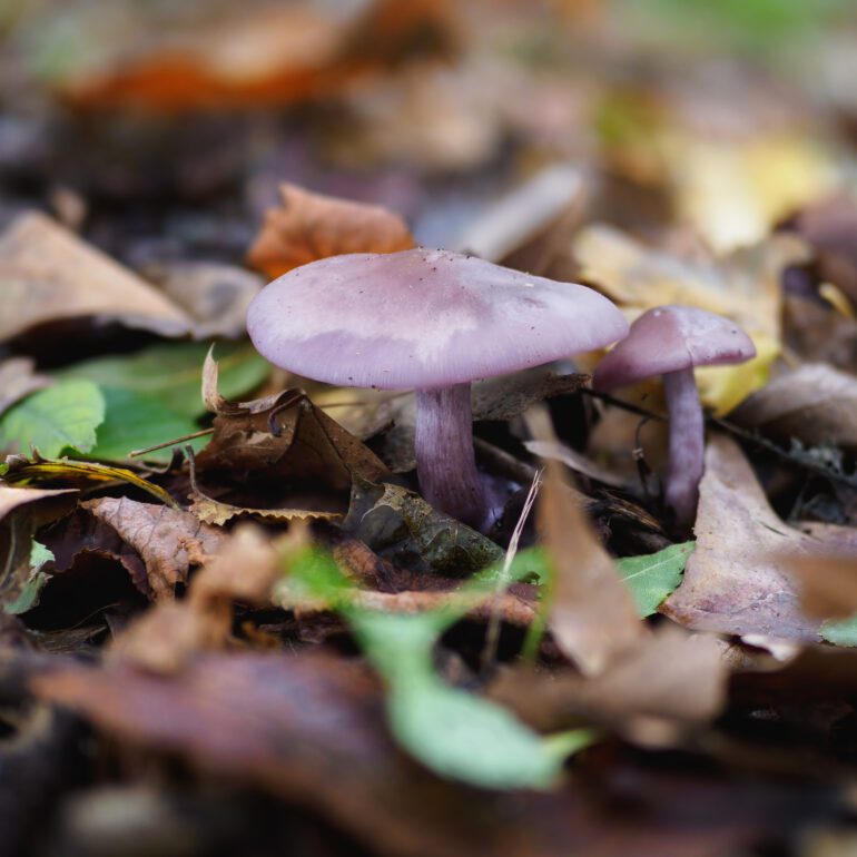Lepista sordida di colore viola tenue