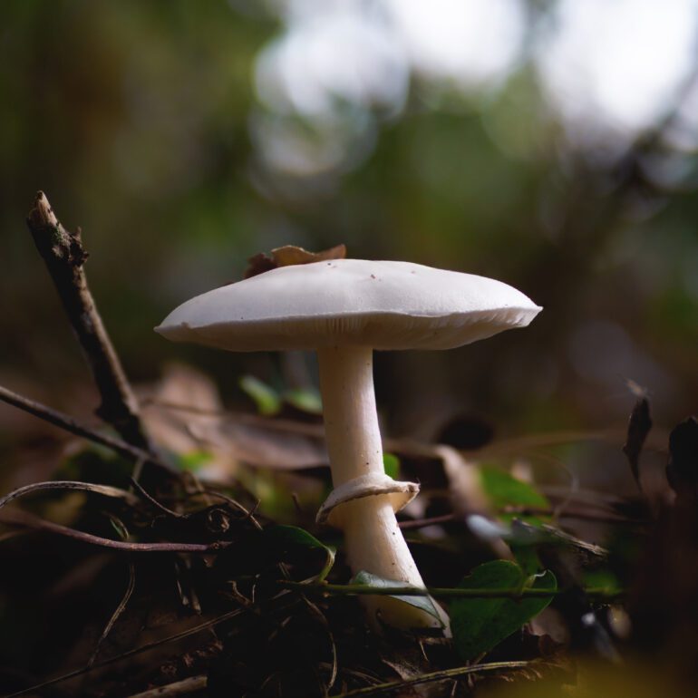 Fungo bianco di discrete dimensioni con anello su gambo possibile Leucoagaricus leucothites