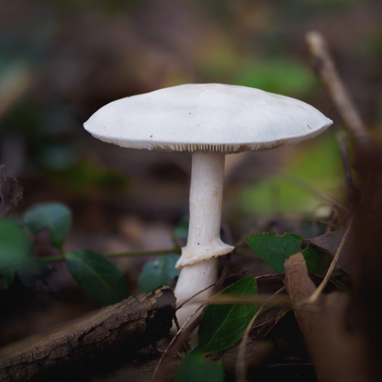 Fungo bianco di discrete dimensioni con anello su gambo possibile Leucoagaricus leucothites