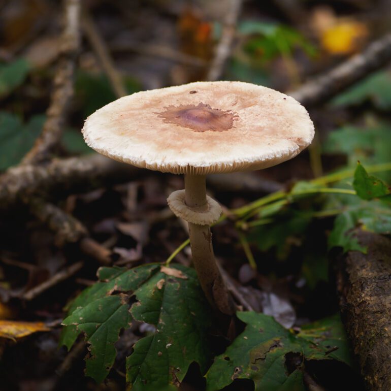 Macrolepiota forse mastoide con cappella aperta. Nome volgare mazza di tamburo. Fungo aperto.