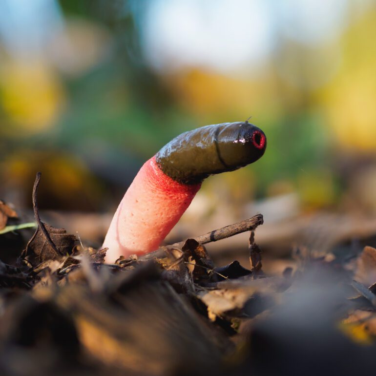 Mutinus elegans al parco di Monza. Di colore rosso nella parte più vicina al terreno per poi cambiare verso il marrone sulla parte terminale.