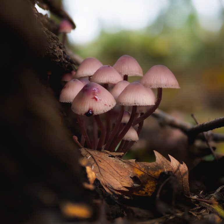 Mycena haematopus di colore rosso/marrone su tronco