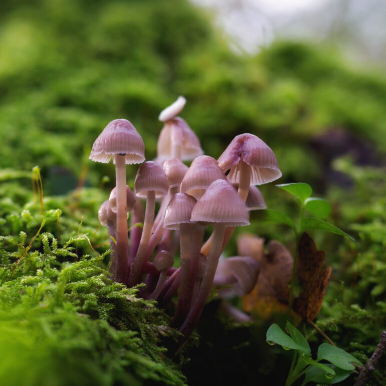 Specie di fungo non identificata, colore marroncino violaceo traslucido nel muschio
