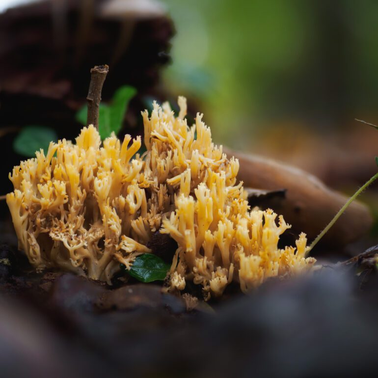 Possibile Ramaria stricta, nome volgare manine. colore giallino