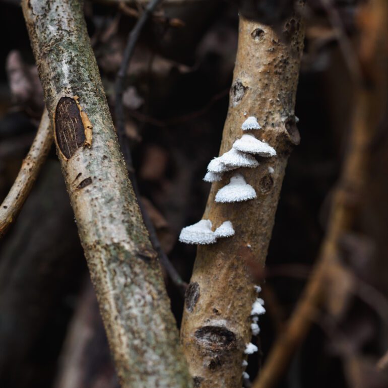 Schizophyllum commune su tronco