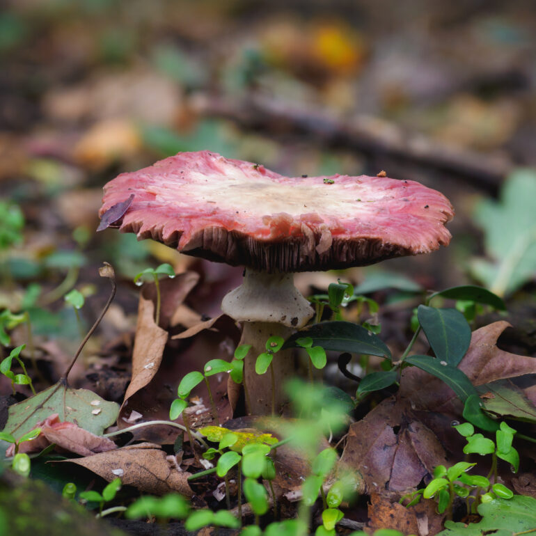 Agaricus moelleri stravecchio