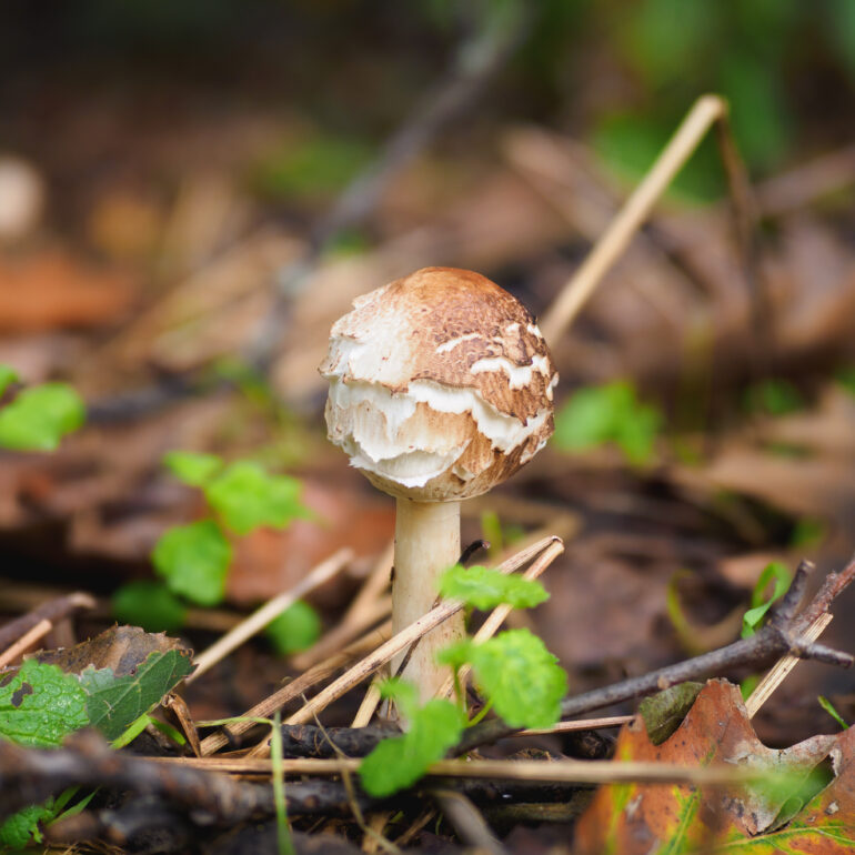Chlorophyllum (Macrolepiota) forse rhacode. Fungo ancora con cappella chiusa