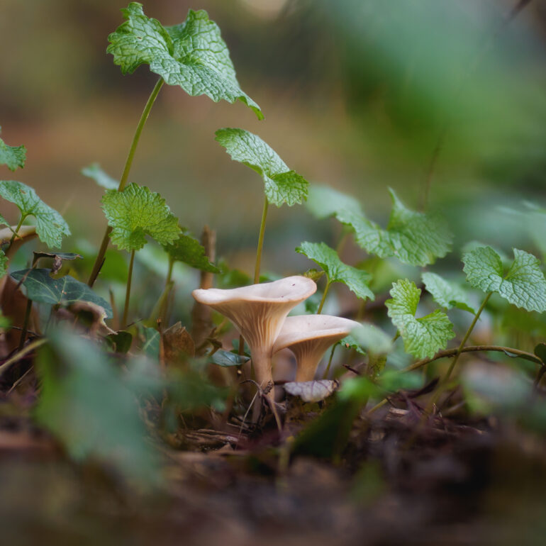 fungo della famiglia Famiglia Clitocybe, forma a trombetta