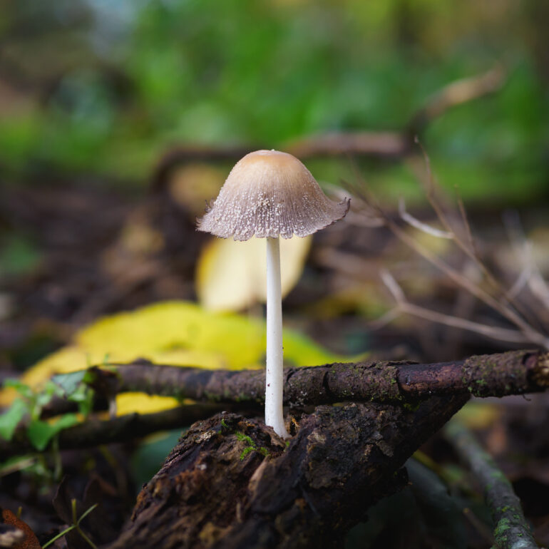 Coprinellus domesticus in un tronco marcio