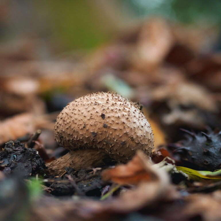 Echinoderma specie non chiara.