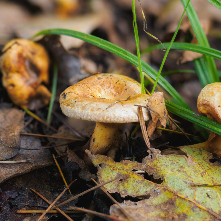Fungo non identificato, giallo arancione con rientranza nel centro della cappella