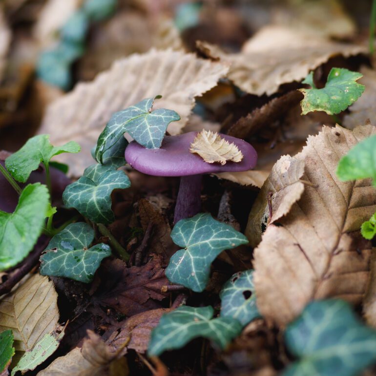 Lepista sordida di colore viola, in mezzo a foglie ed edera