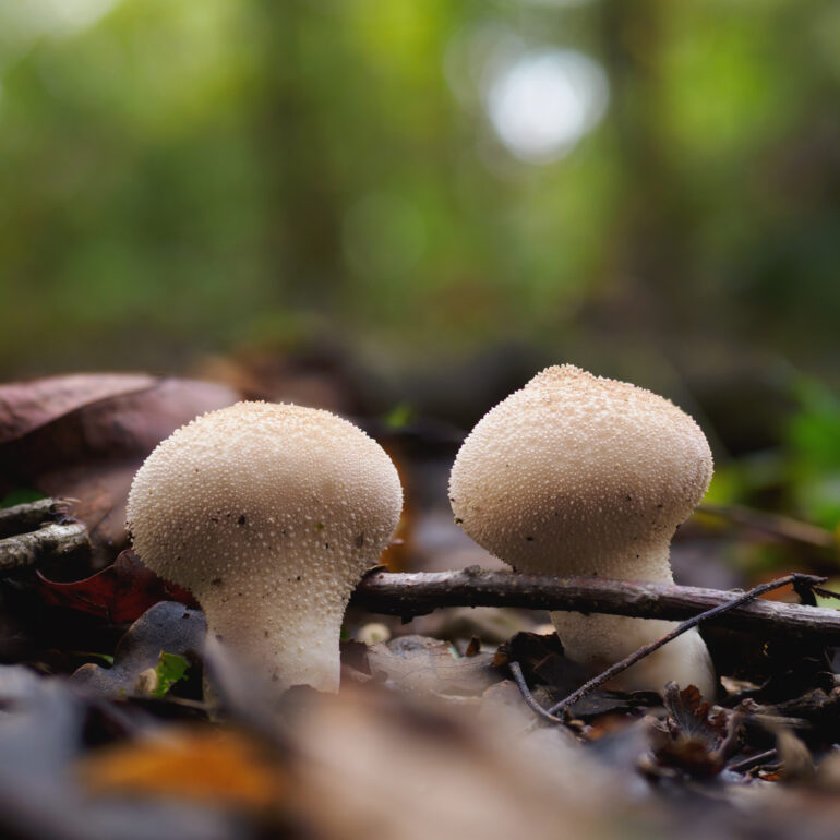 Due vescie minori, colore bianco
