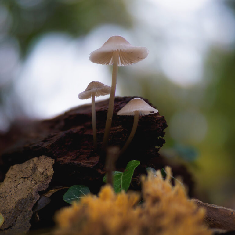 Mycena galericulata su tronco