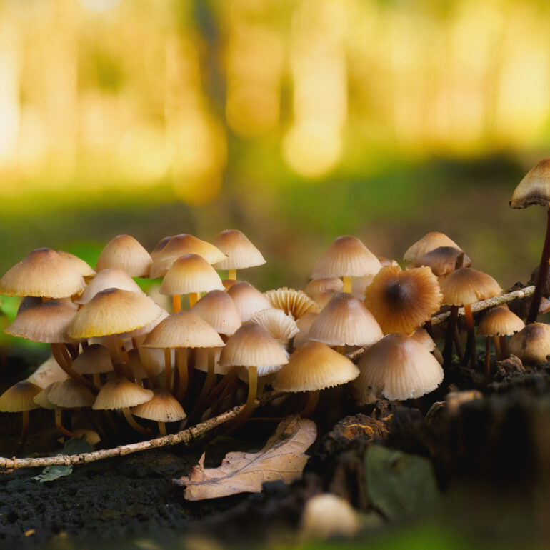 Mycena inclinata ritratti al tramonto con luce calda