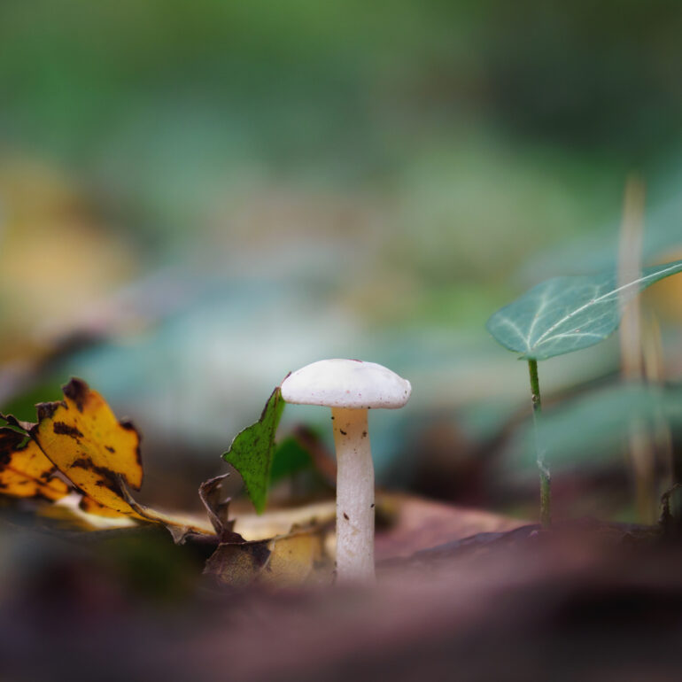 piccolo fungo bianco nel sottobosco del aprco di monza