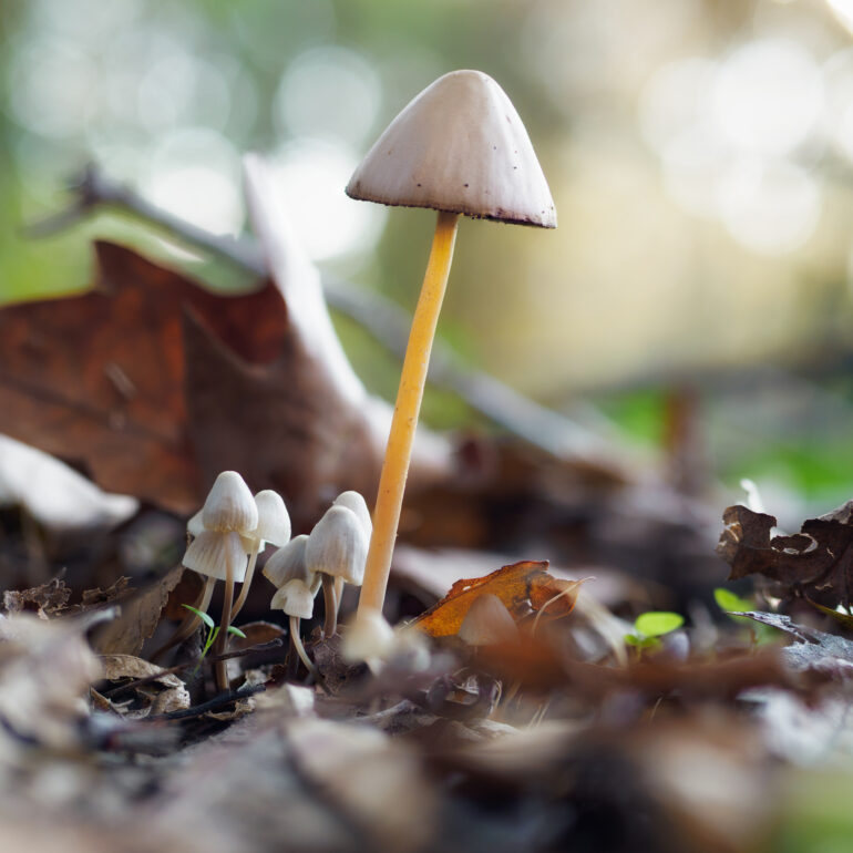 possibile fungo appartenente alla famiglia Psathyrella. Foto ritrae fungo bianco cappella e gambo giallino e funghetti più piccoli sulla destra