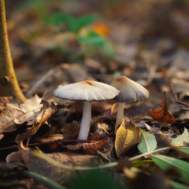 Fungo probabile Psathyrella, cappella bianca con punto marrone centrale, gambo bianco
