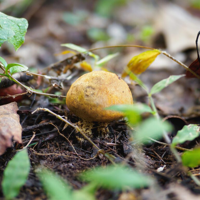 Scleroderma al parco di monza. Colore giallo