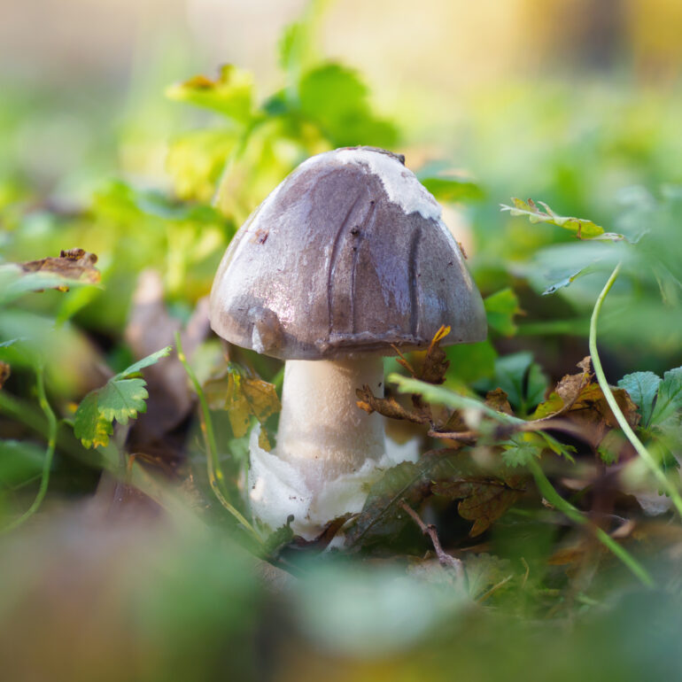 Volvopluteus gloiocephalus forma giovane di colore grigio con gambo bianco