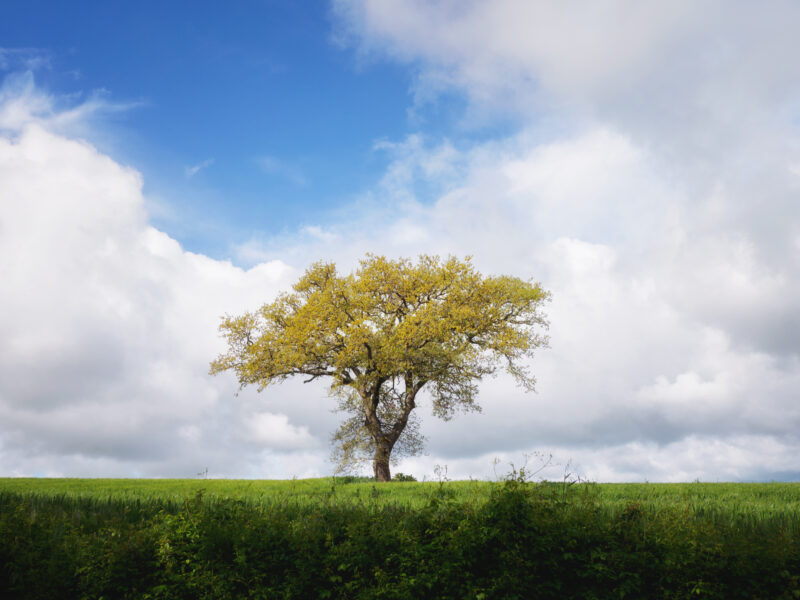 Albero isolato sui campi verdi tra Montefiascone e Viterbo in primavera