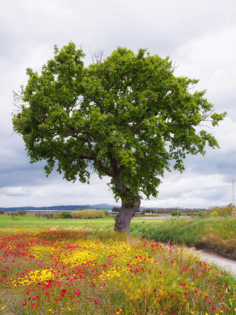 Trekking sulla Via Francigena in primavera: albero solitario tra campi di papaveri e fiori gialli