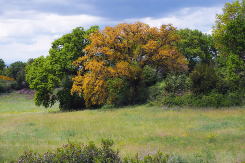 Bosco fitto con alberi ad alto fusto lungo un sentiero di trekking nei dintorni di vetralla