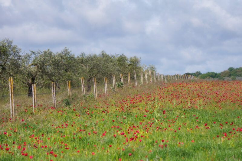 Campo fiorito con albero sulla via Francigena tra Montefiascone e Viterbo
